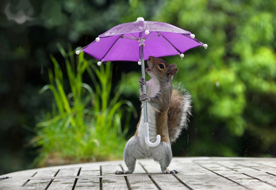 max-ellis-umbrella-squirrel-1600x1065